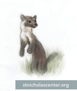 The pine marten The pine marten