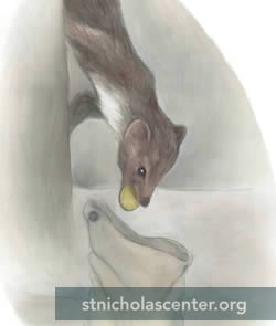 Pine marten putting coin in stocking Pine marten putting coin in stocking